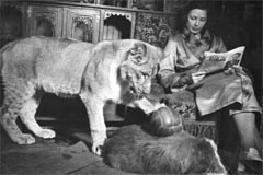 Вера Чаплина с львицей Кинули и шотландской овчаркой Пери. Фотография (1936)