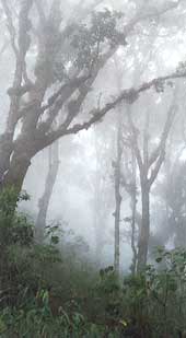 Дымка тумана окутывает лес на склонах горы Геде (Западная Ява). Не правда ли, очень подозрительные заросли?..