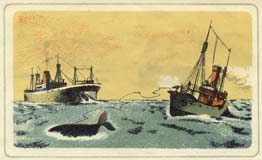 В.Тамби. Справа — китобойное судно. Слева — судно-база «Алеут». Ил. к книге Л.Успенского «Корабли» (Л.: Лениздат, 1939)