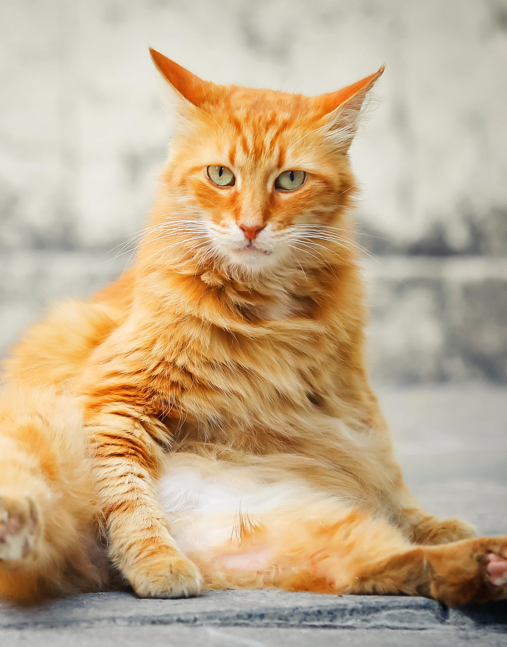 День кошки