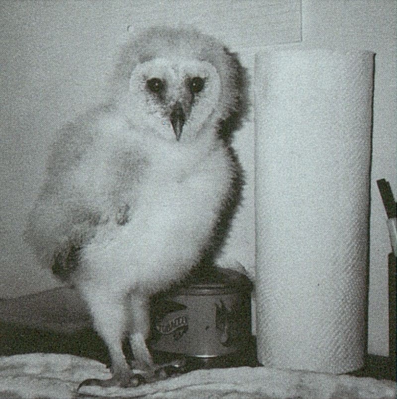 Оеоло шести недель. Стэйси О’Брайен Оеоло шести недель. Стэйси О’Брайен