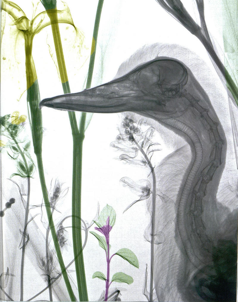 Ян Паул Схюттен, Ари ван'т Рит «Вижу насквозь» Ян Паул Схюттен, Ари ван'т Рит «Вижу насквозь»