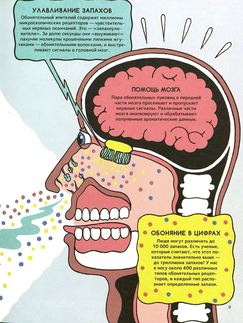 Клайв Гиффорд «Запах. Обонятельные факты : тайная власть запахов»