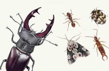 Насекомые: знакомые-незнакомые