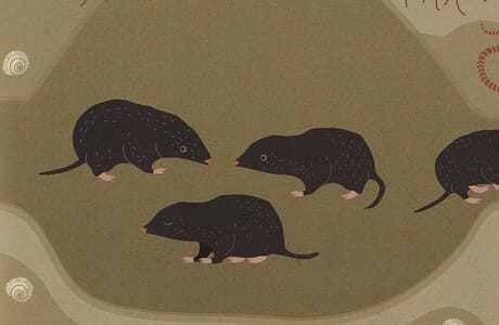 Кристина Банфи, Кристина Перабони. Что внутри? Как устроены дома животных