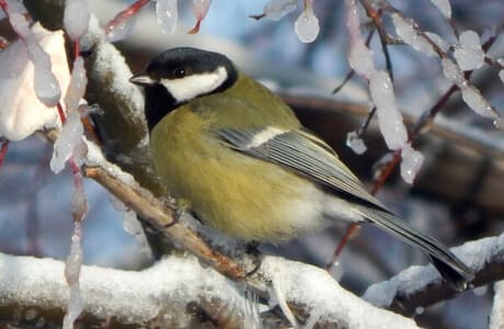 Птица-синица