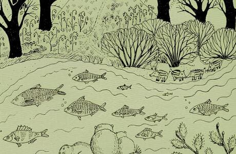 Редкие наблюдения: отрывок из книги Надежды Панковой «Про кабанов, бобров и выхухолей»