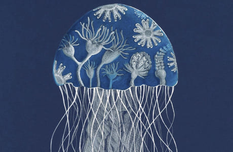 Древнейшие и цветущие: отрывок из книги Паолы Витале и Россаны Боссу «Сад медуз»