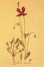 Ил. из книги У.Уилера «Botanical Illustration» (Paris, 2003)